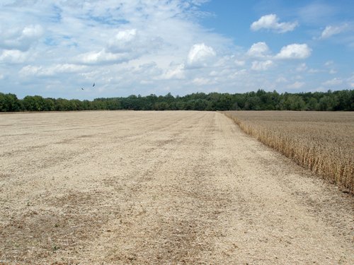 Property photo 5 - 98 +/- Acres Offered in 3 Tracts